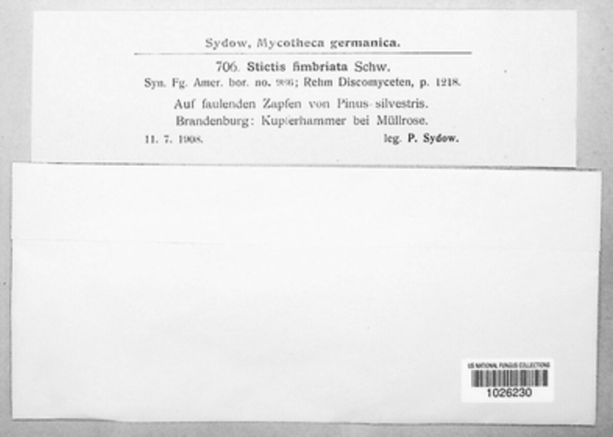Naemacyclus fimbriatus image